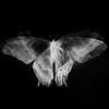 papillon magique