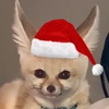 Suroto