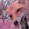 The Therian Fox