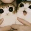 Асёнок