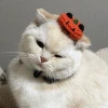 scottish fold