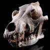 Canis lupus-Canis dirus