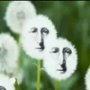 jnsp
