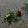 Цветы на мокром тротуаре
