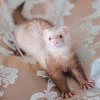 My favorite ferret