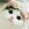 Милая книгоманочка