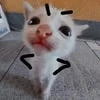 Tuzik_omg