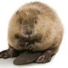 Kawaii beaver
