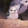 Кошка в поиске смысла