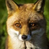 ._Strange Fox_.