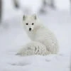 Cool_fox1230