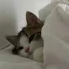 двшв
