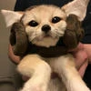 Coffee fenek