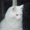 Котонесса