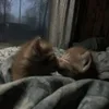 Печальный конец.