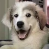Любителяляляяляля