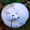 Arcticum Vulpes