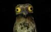 _OwlNox_