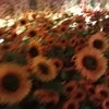 Кровавый Подсолнух