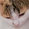 Дазаеьалоуже