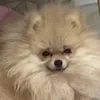 Lybessso