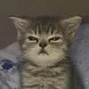 Ansi-