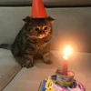 Kler289