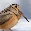 Валежник