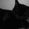 Black_cat132