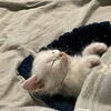 Аяна Ми Рей