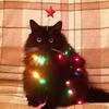 Утка Аристократа