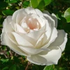 roseIceberg