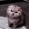 Remi_lia