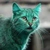 Котейка по имени Настя