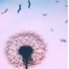 RaspberryDandelion