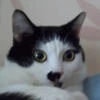 Манул Коровка