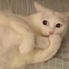 Убийца Его