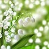 Convallaria majalis