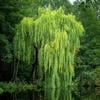 0_Willow_0