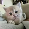 Красивая и умная деффка