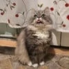 Луковая котлетка