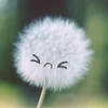 awwwl