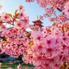 sakura_masha