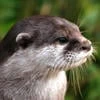 Engineer_Otter