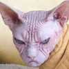 Мэрзопакость