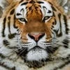 Королева_уютной_страны