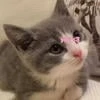 Corolina_Chan