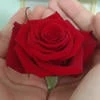 DiasLode