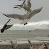 алёся