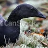 Schwarze Gans